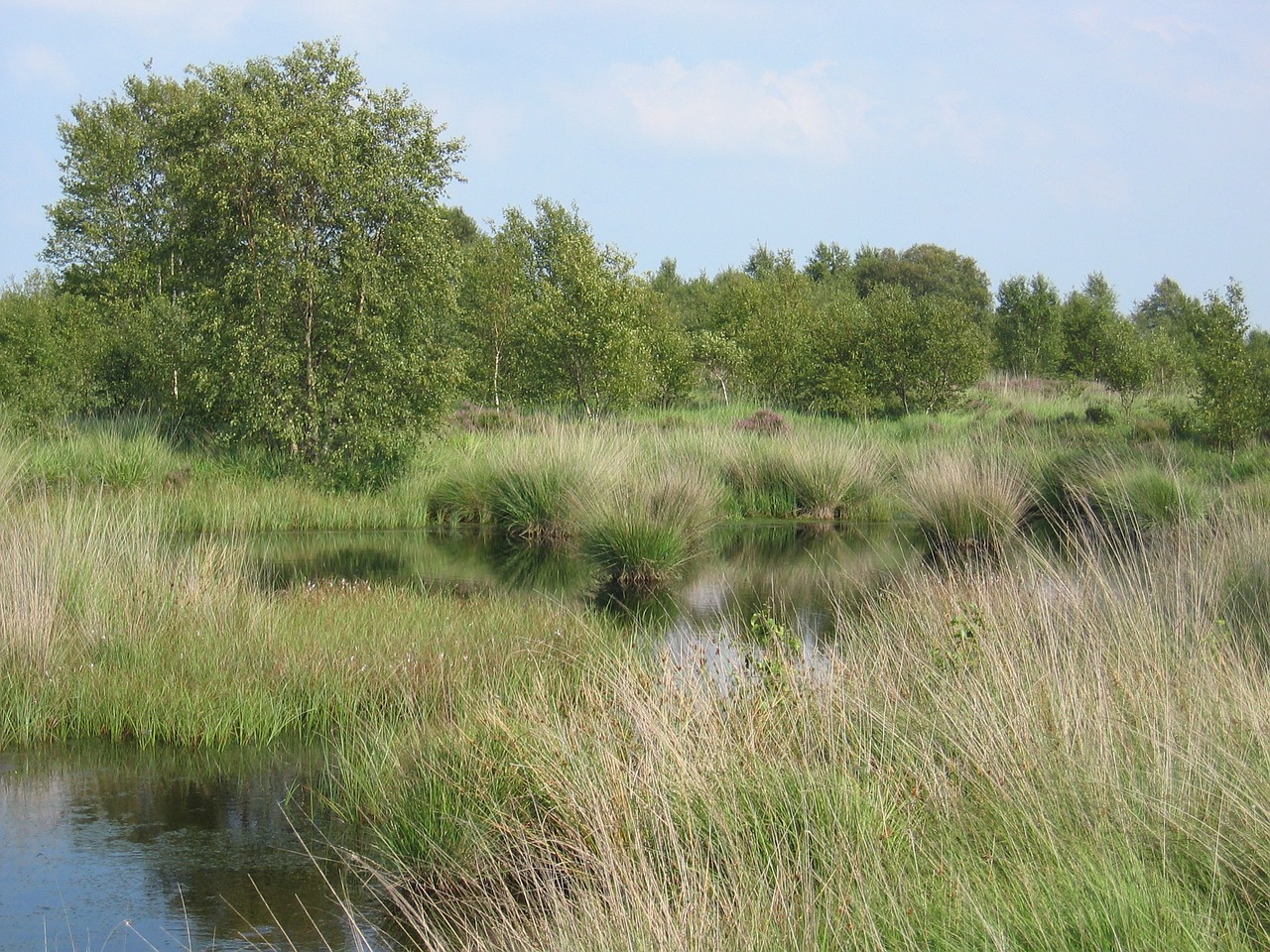 moor landscape moorland free photo