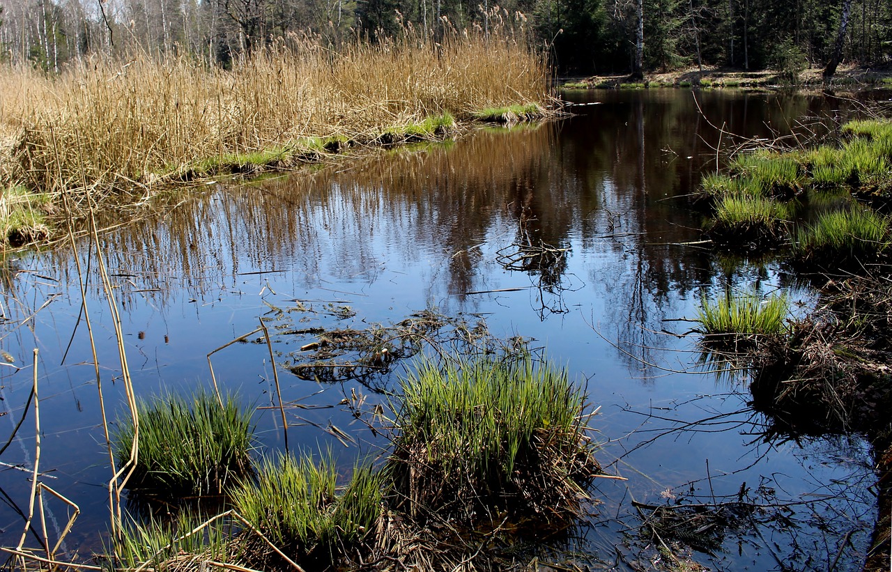 moor pond reed free photo