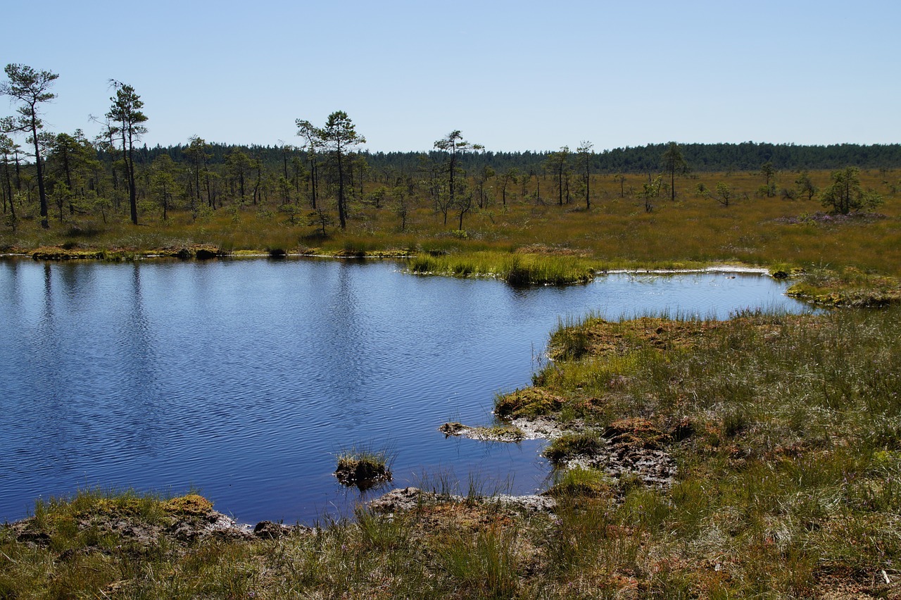 Download free photo of Moor,moorland,grasses,wetland,nature ...