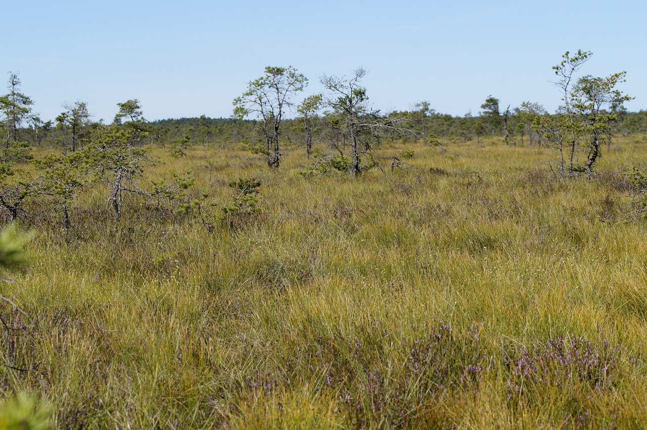 moor moorland landscape free photo