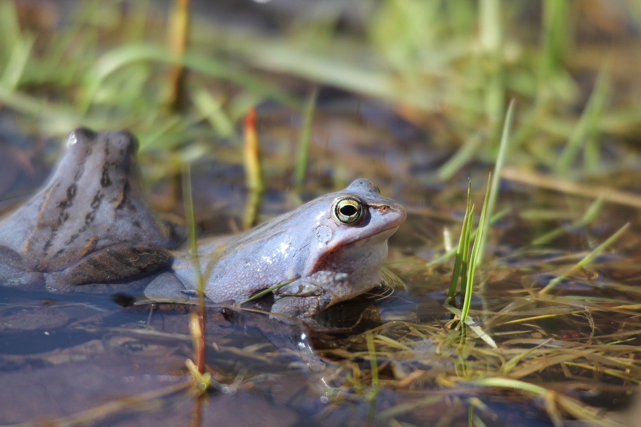 moor frog amphibious frogs free photo