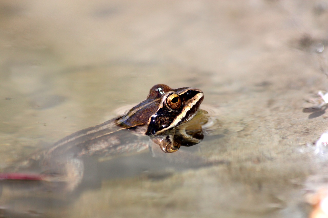 moor frog  rana arvalis  spring free photo