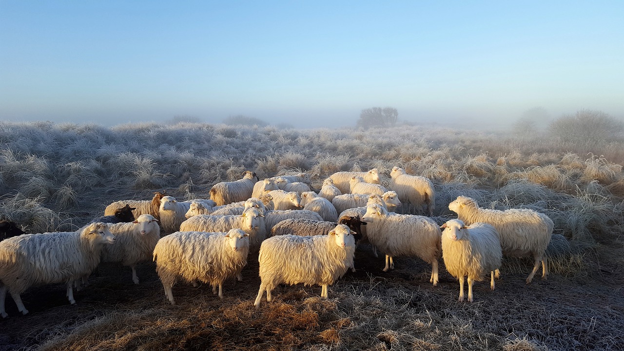 moor german heath and borkum sheep free photo