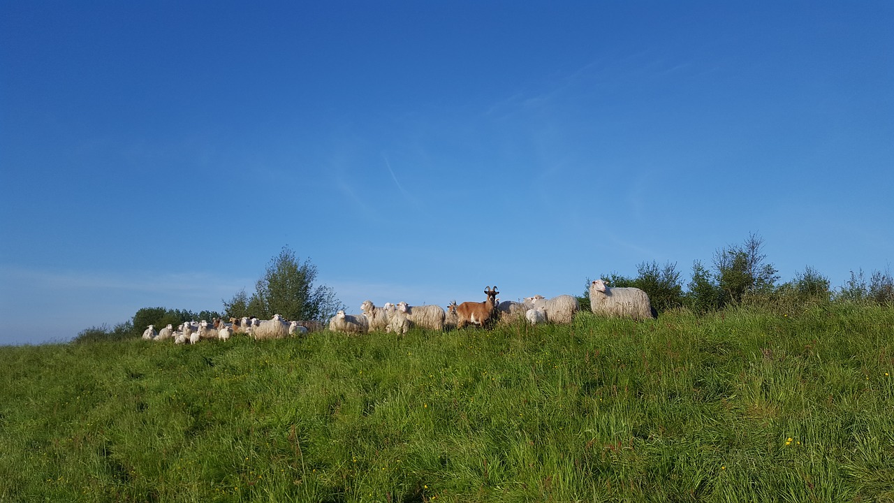 moor german heath and borkum sheep free photo
