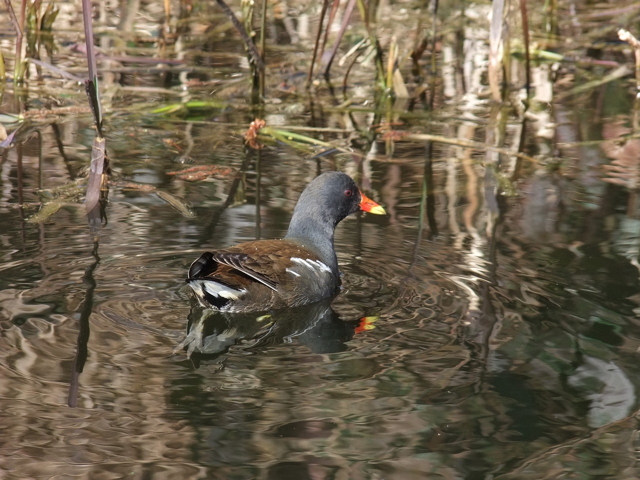 moorhen waterfowl canal free photo