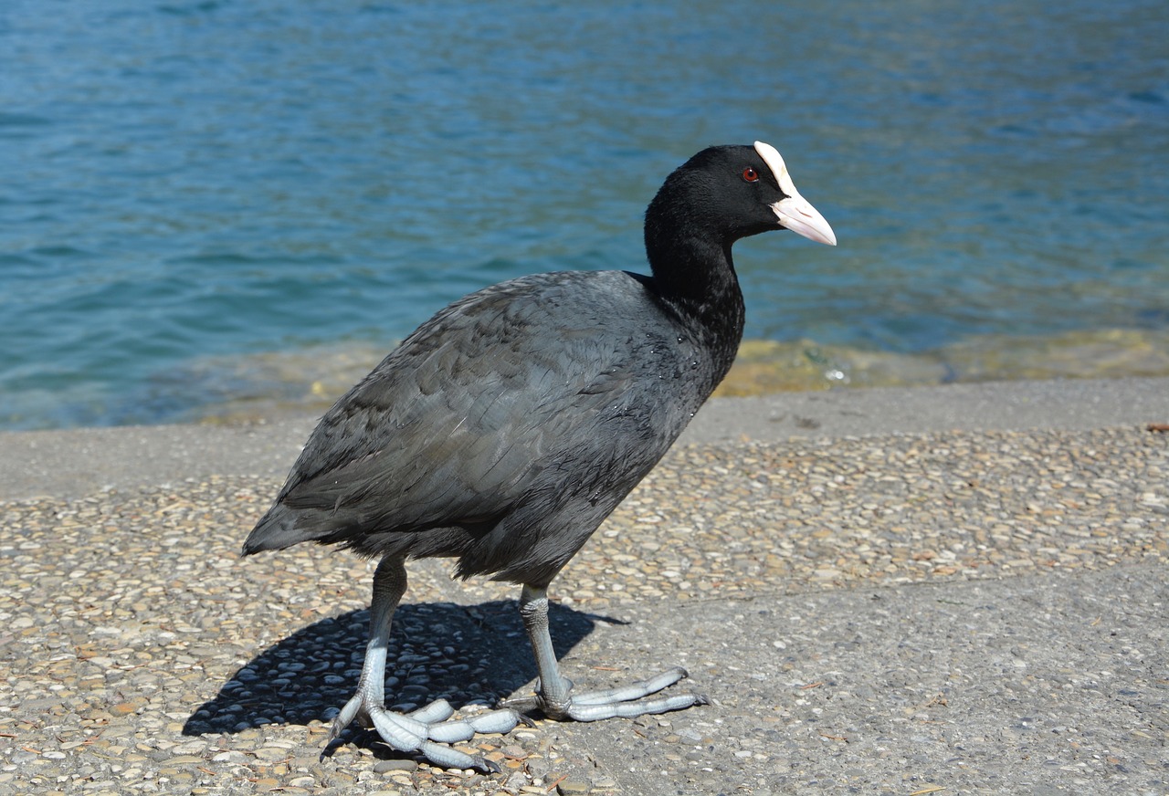 moorhen water bird water free photo