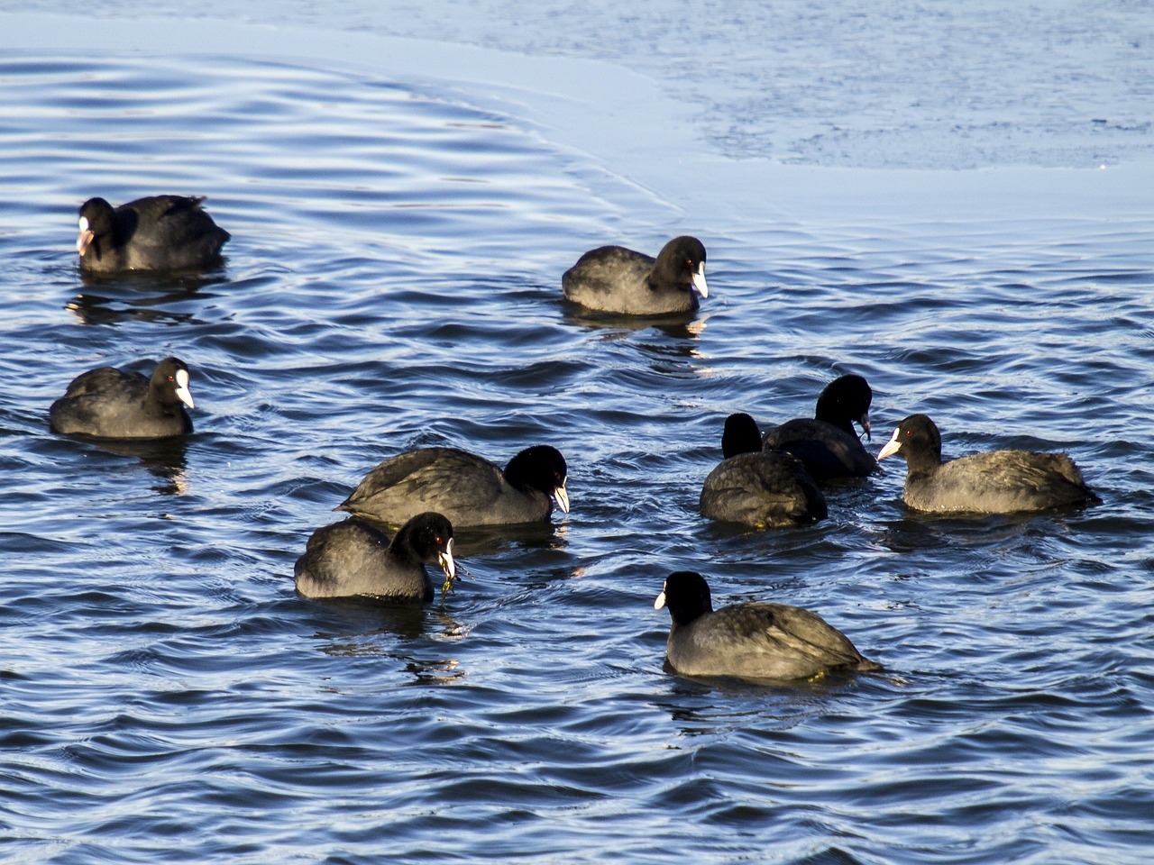 moorhen water bird bird free photo