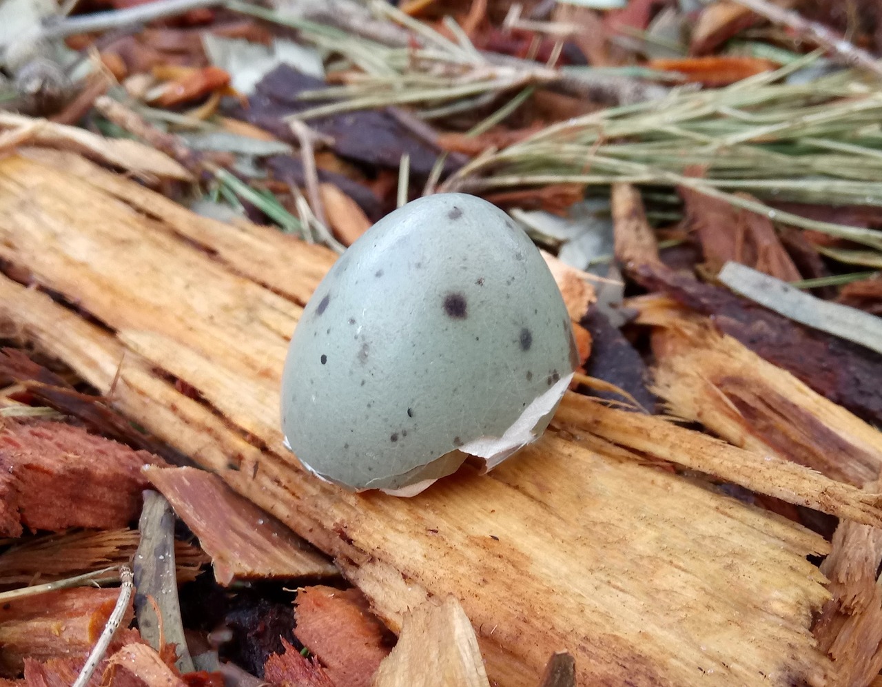 moorhen bird egg eggshell free photo
