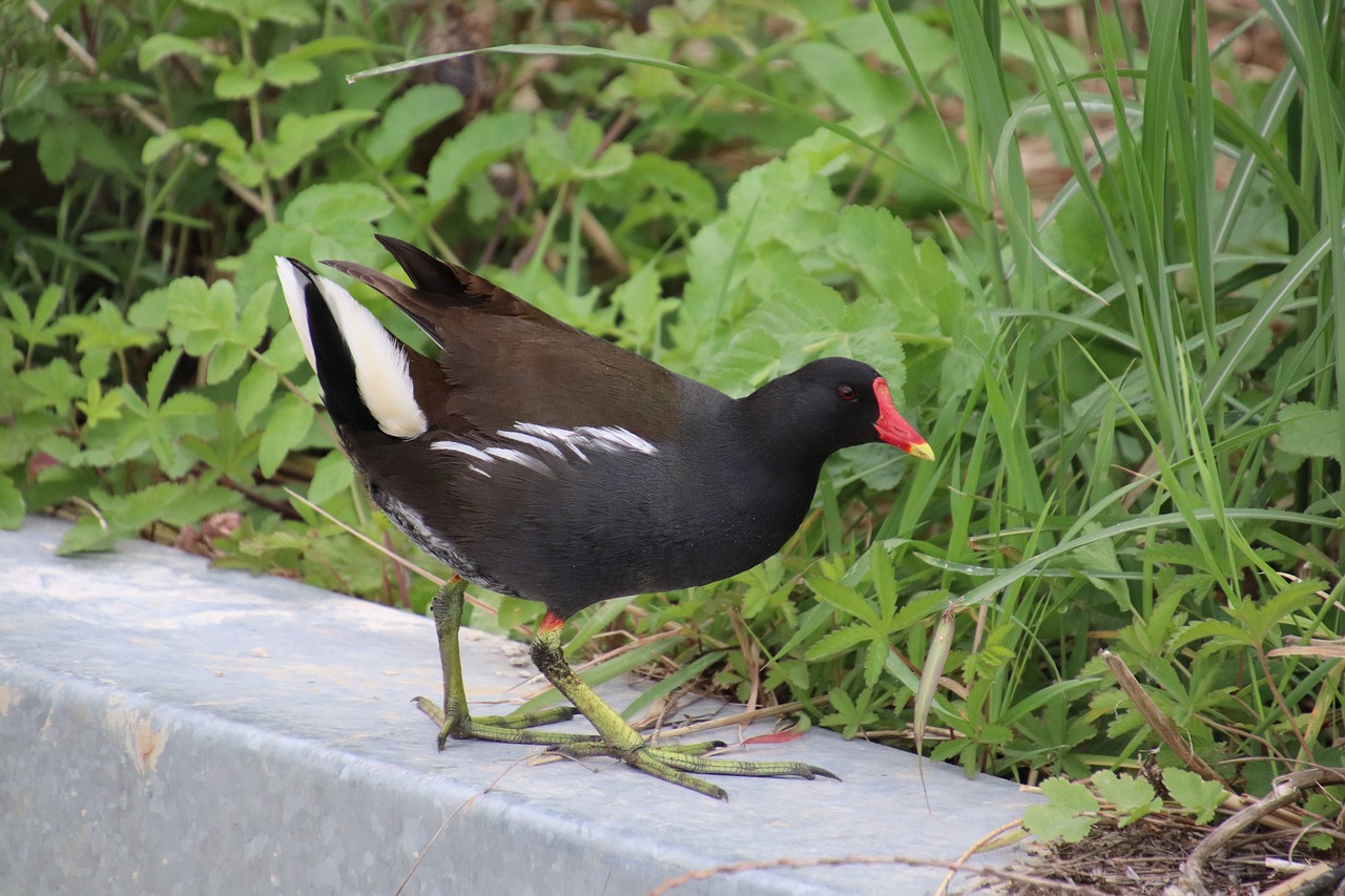 moorhen  gallinacées  birds free photo