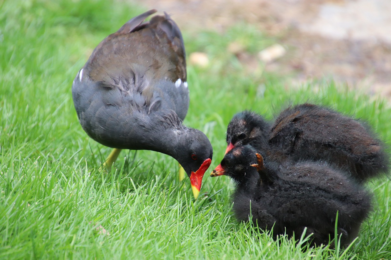 moorhen  chickens  small free photo