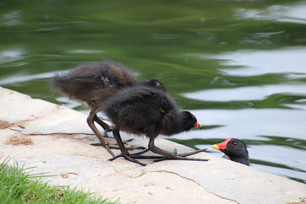 moorhen  chickens  small free photo