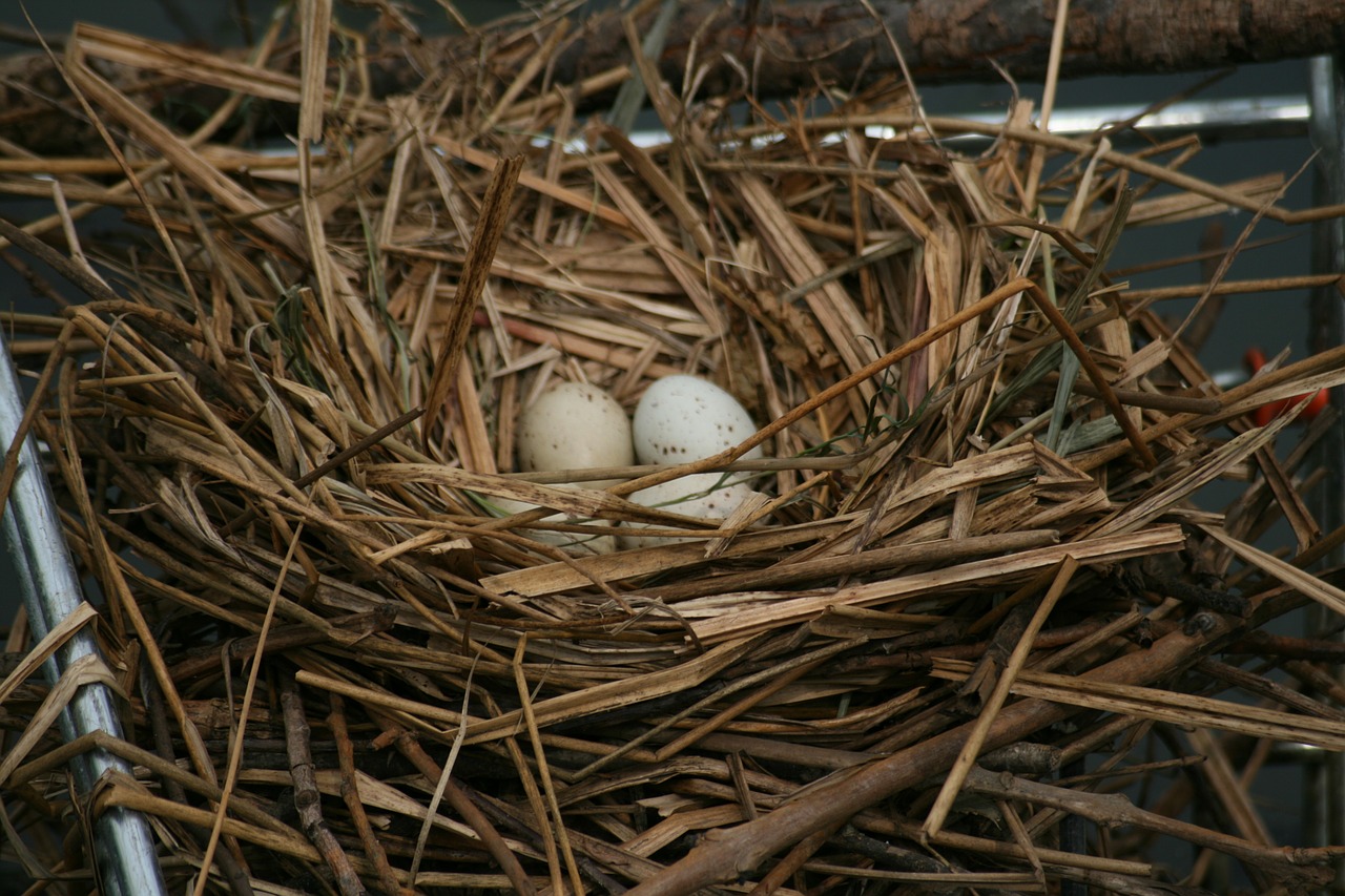 moorhen common moorhen nest free photo
