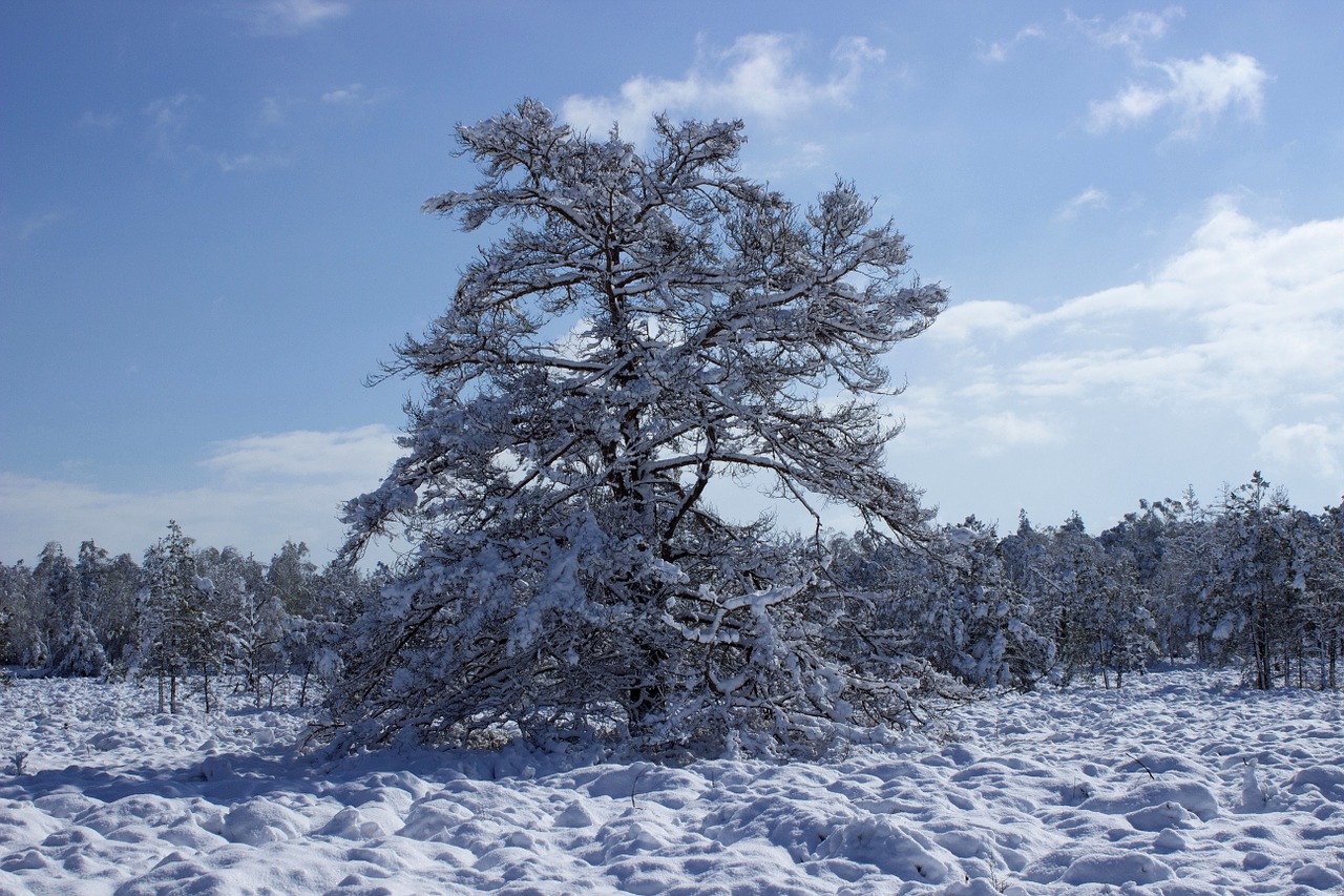 moorland moor nature free photo