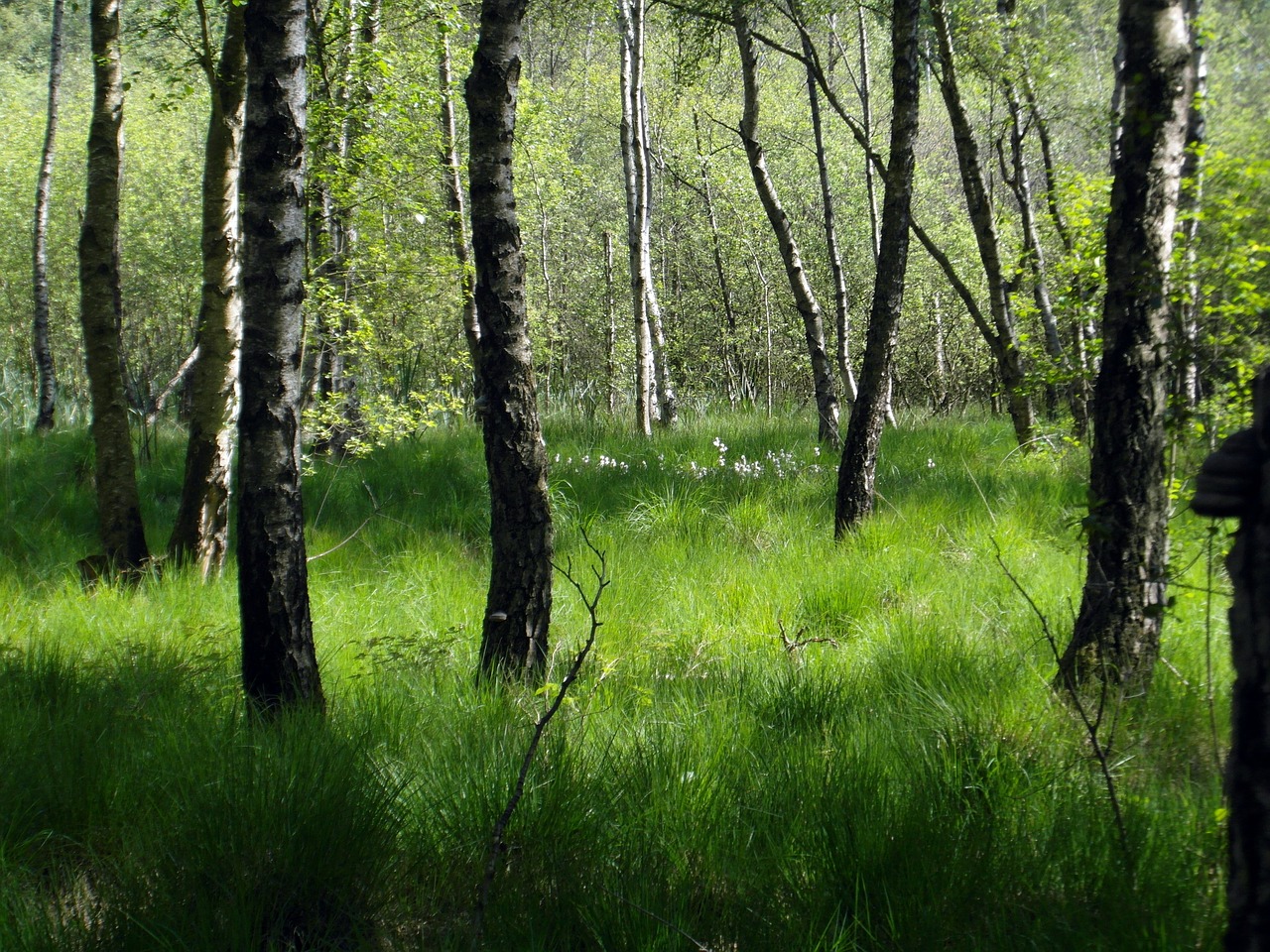 moorland forest birch free photo
