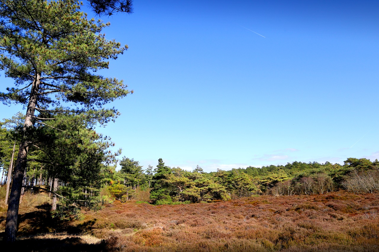 moorland nature moor free photo