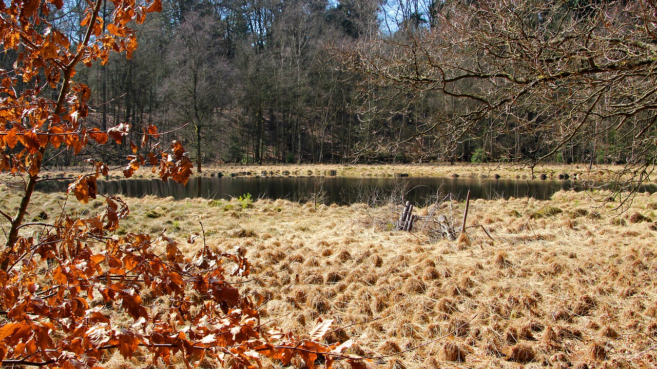 moorland  nature  autumn free photo