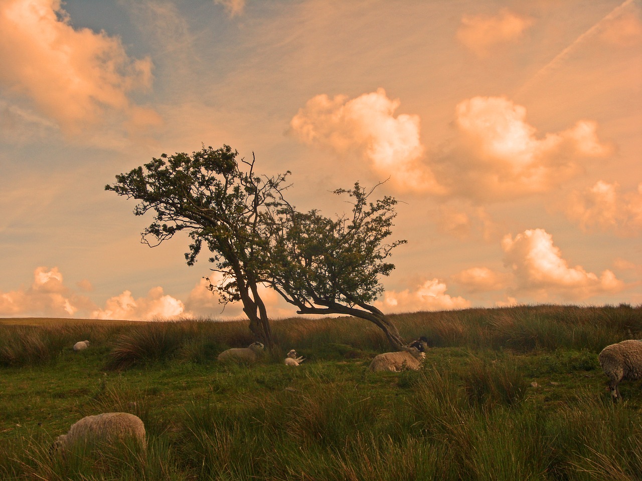 moors yorkshire sheep free photo