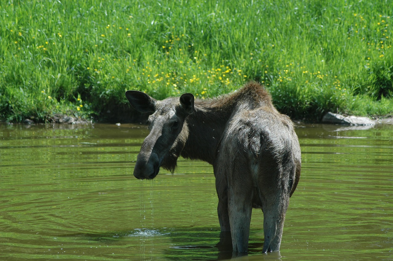 moose 1 sweden forest free photo