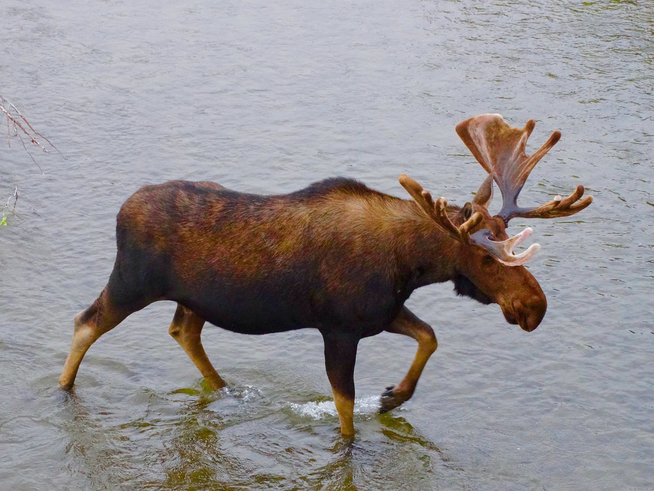 moose wildlife nature free photo