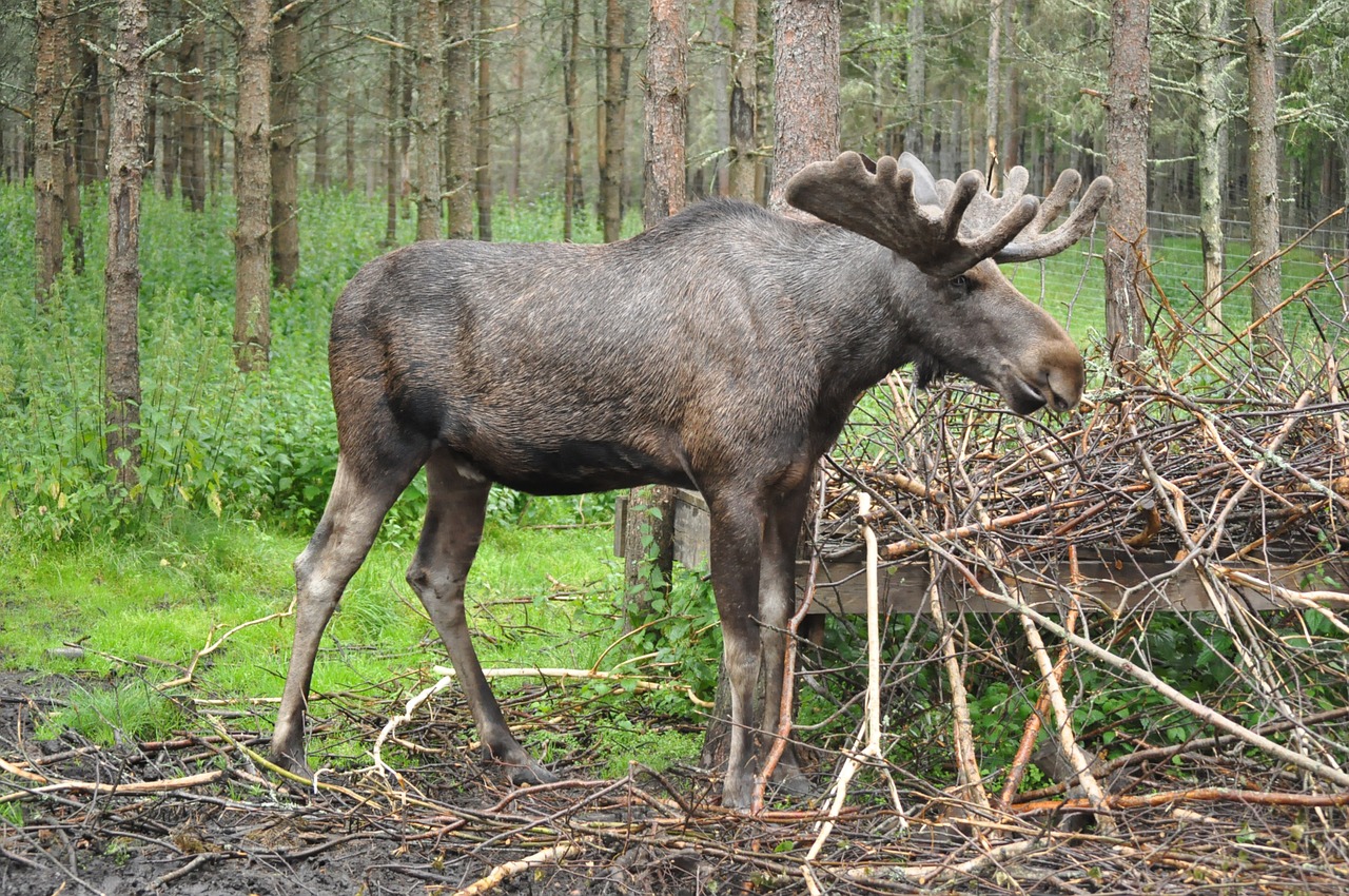 moose sweden forest free photo