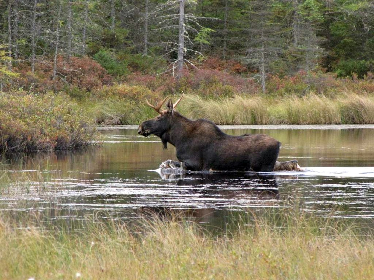 moose bull solitary free photo
