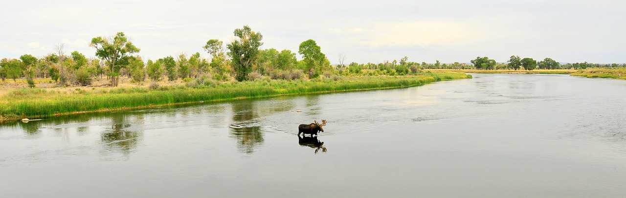 moose bull solitary free photo