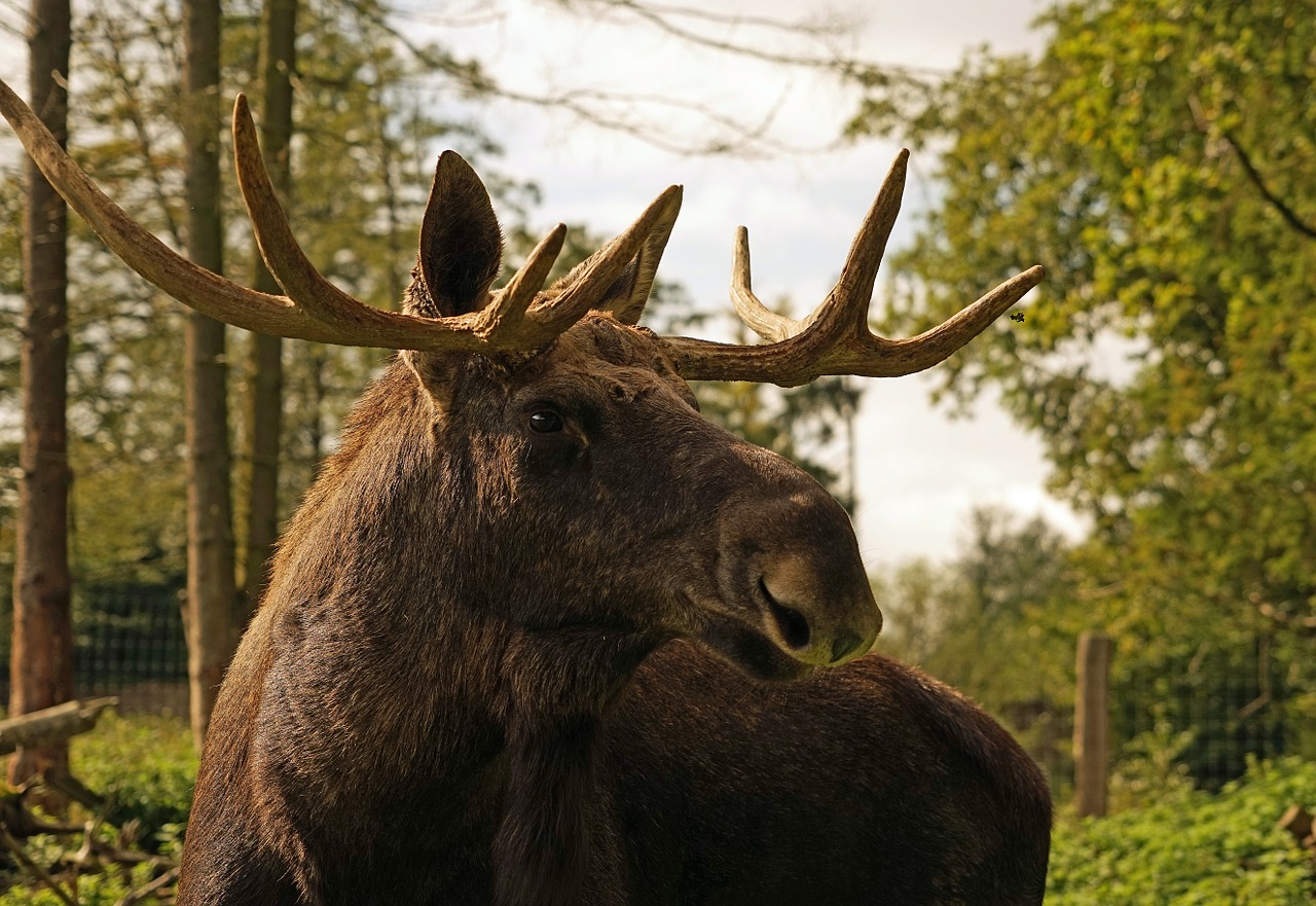 moose antler bull moose free photo
