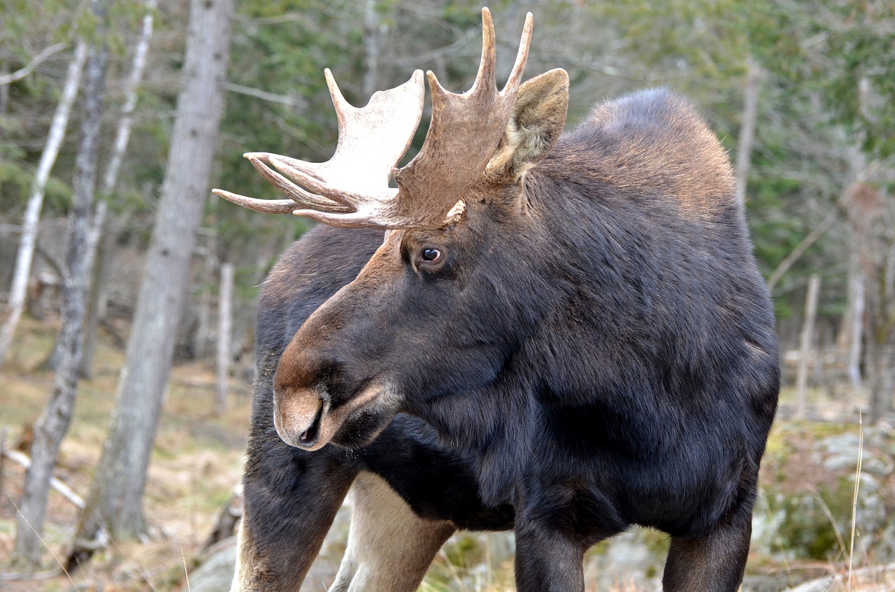 moose mammal wildlife free photo
