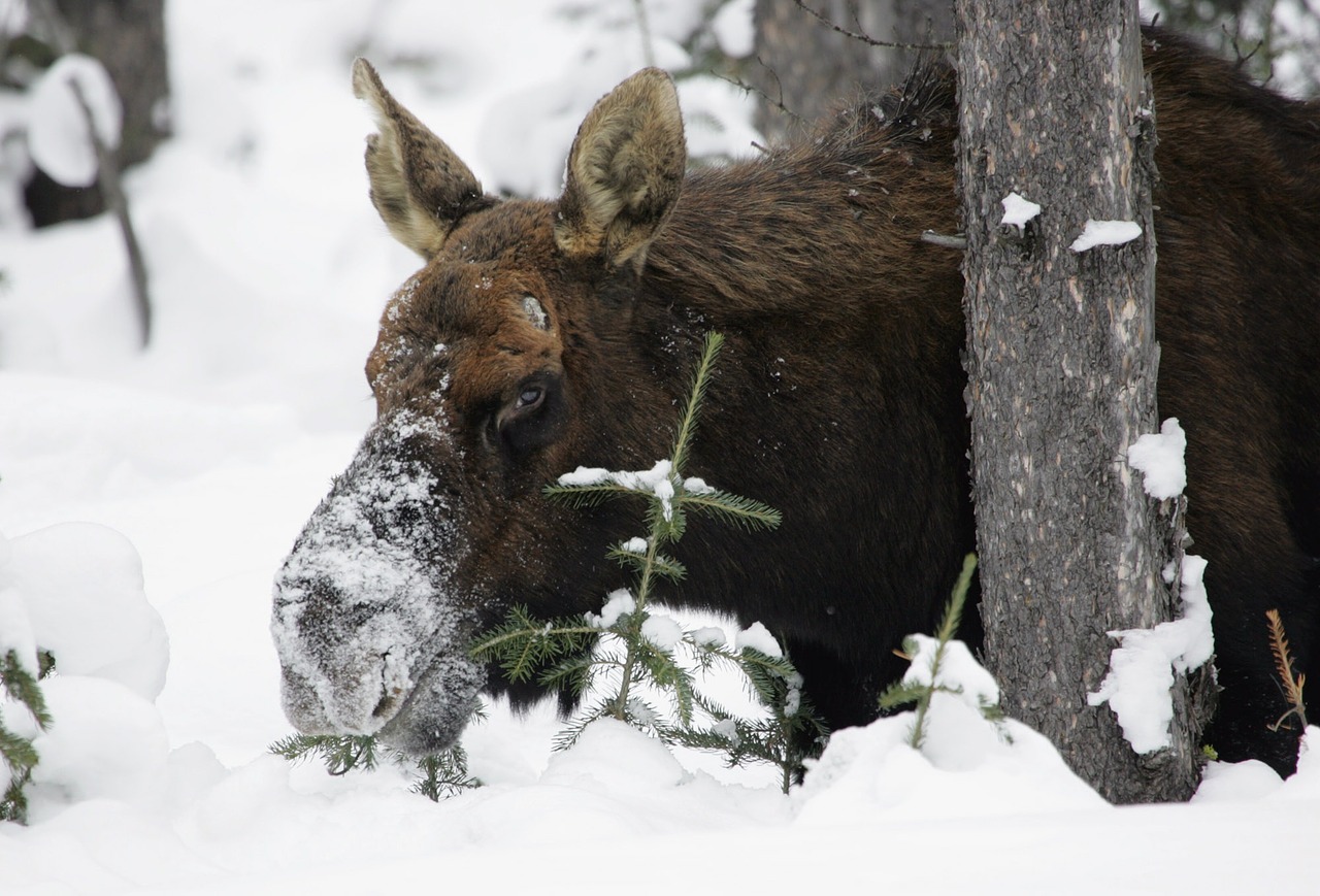moose snow wildlife free photo