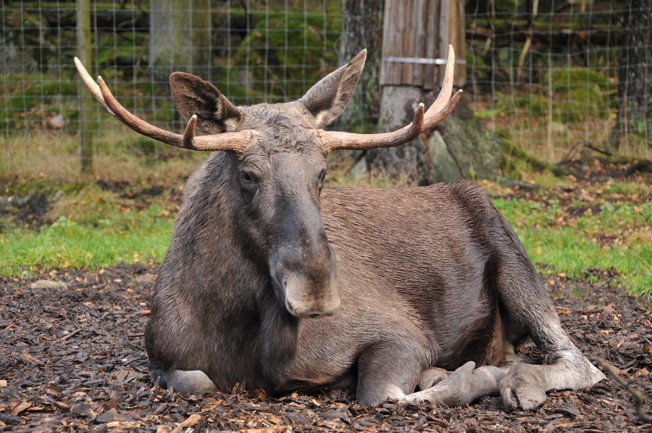 moose the king of the forest zoo free photo