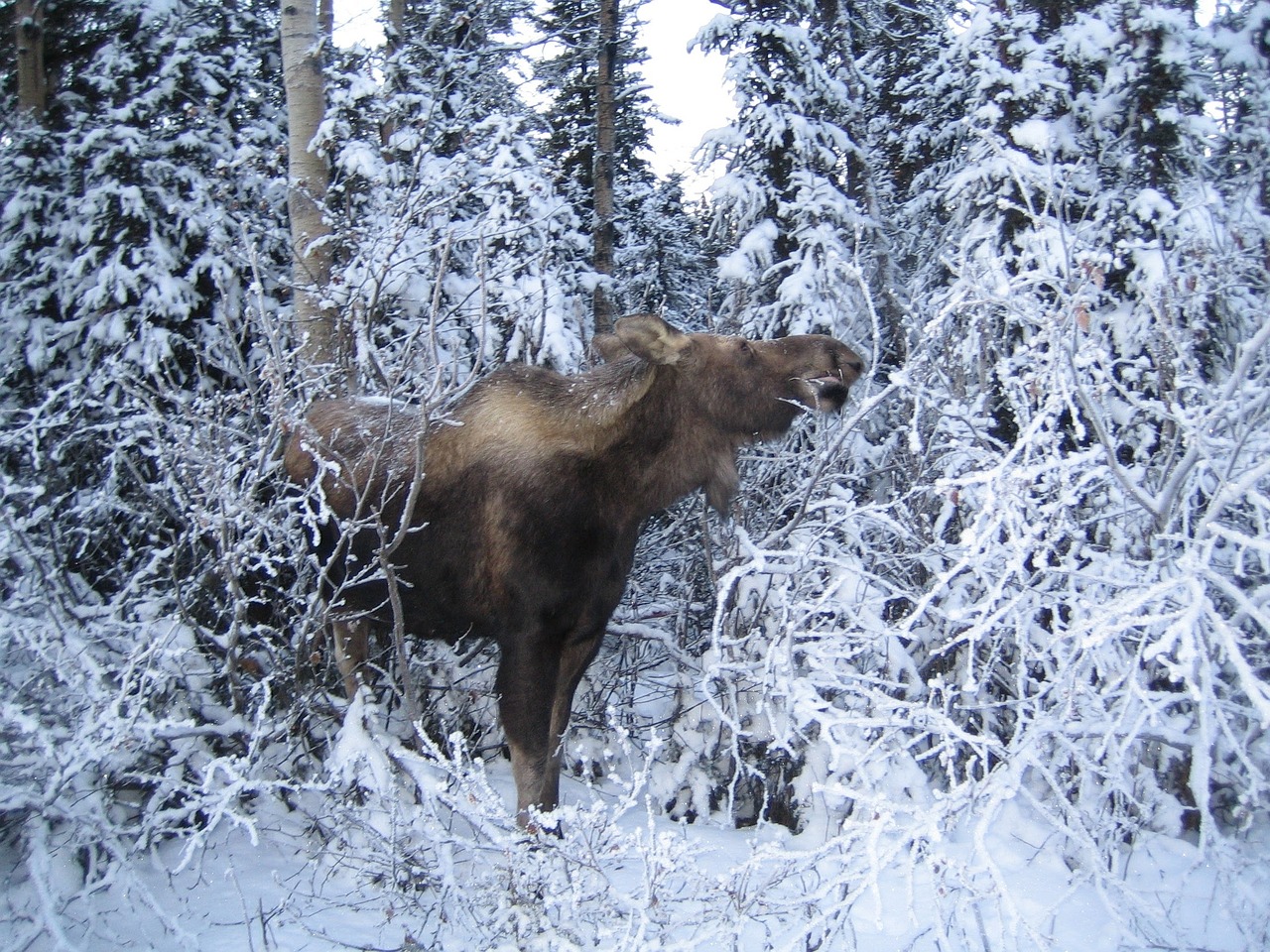 moose nature cold free photo