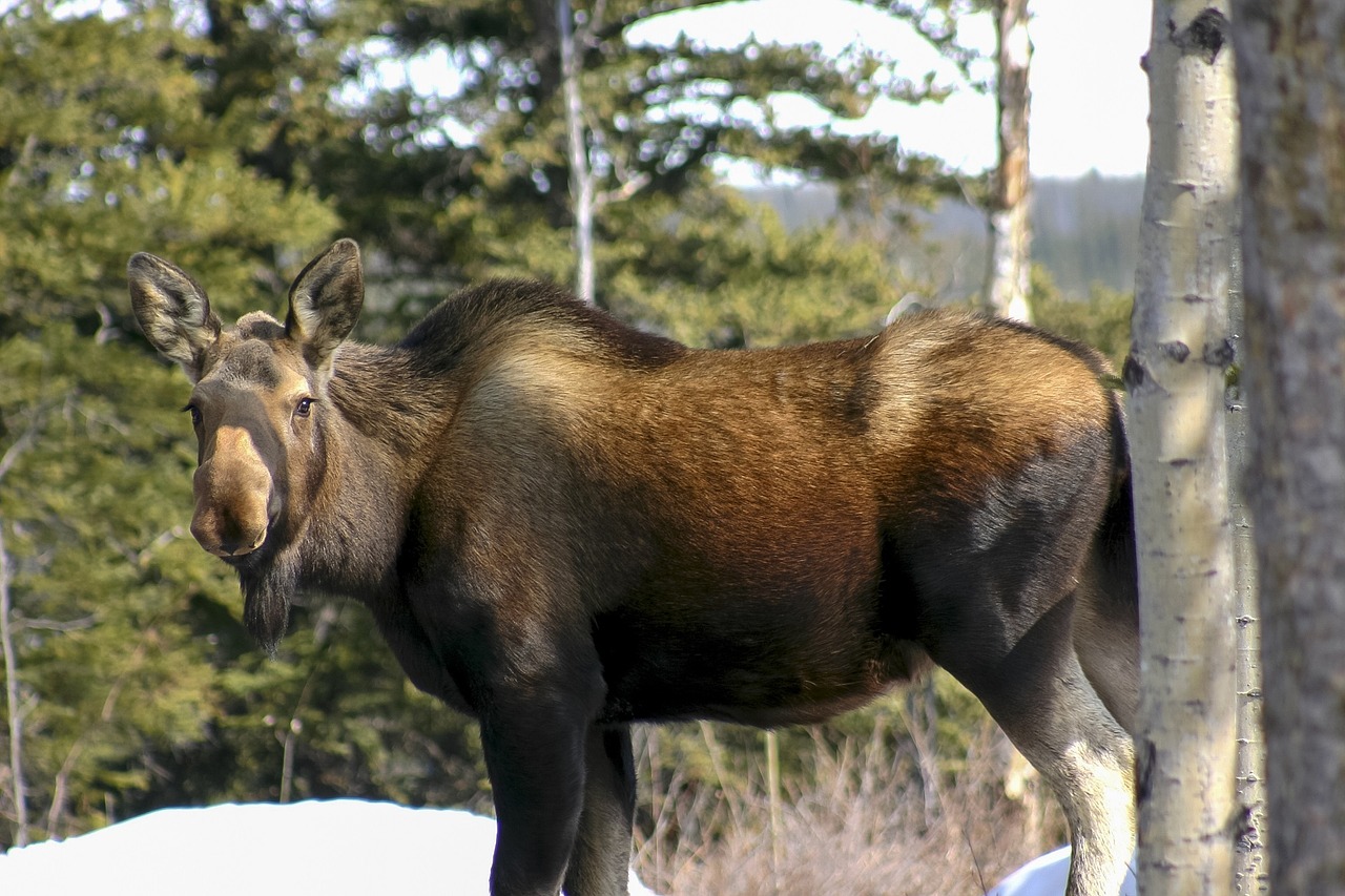 moose cow wildlife free photo