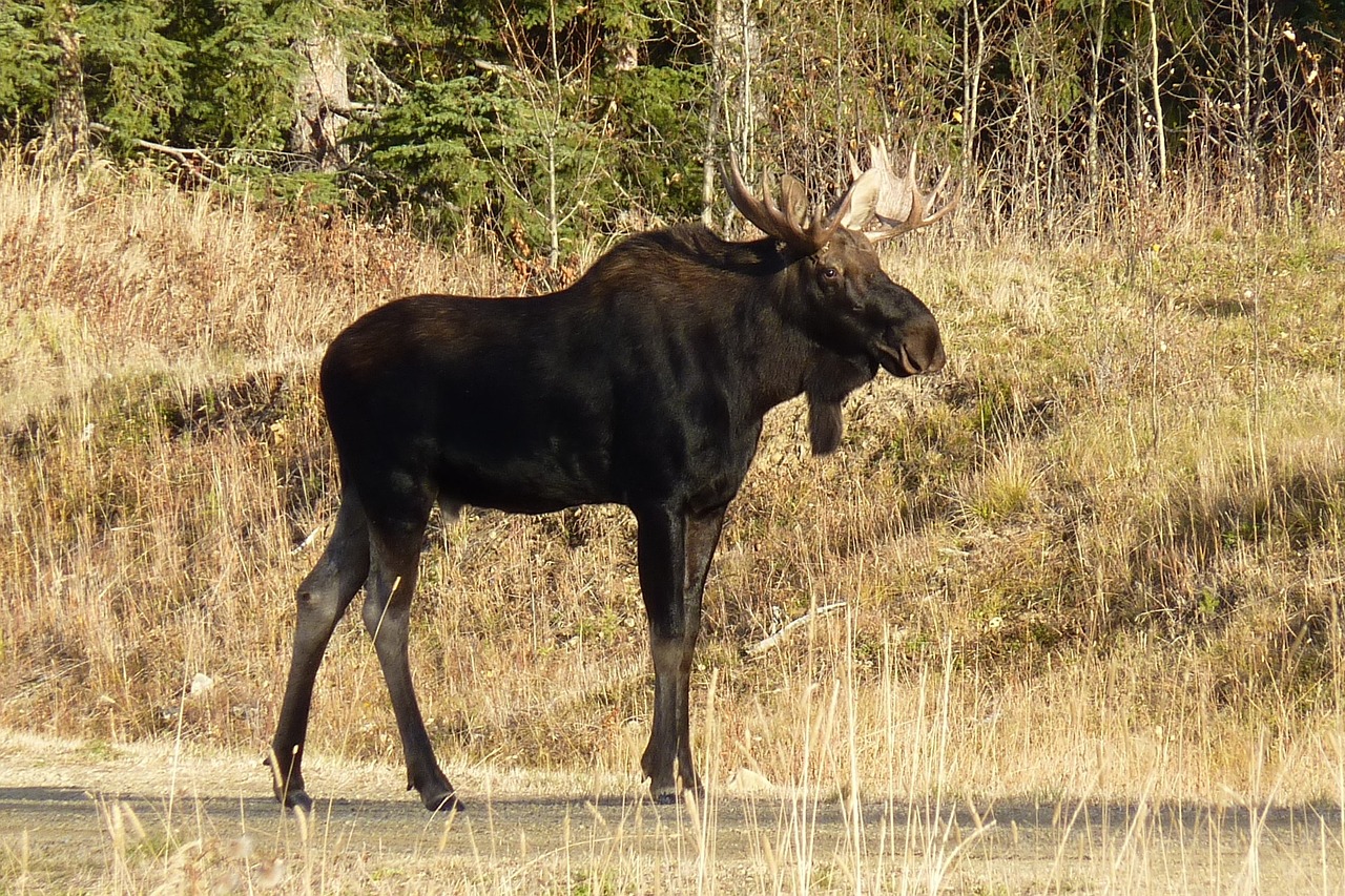 moose animal large free photo
