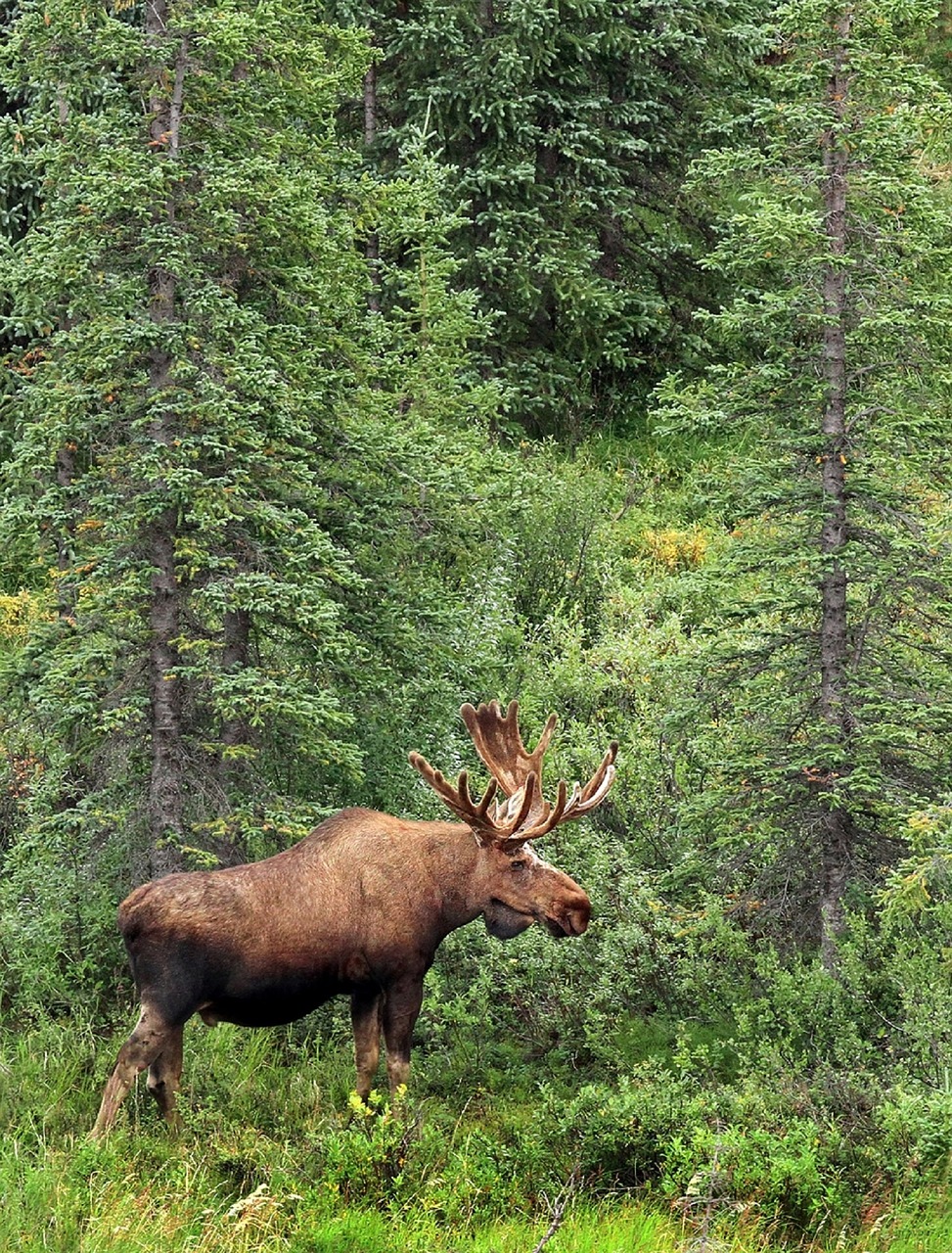 moose bull portrait free photo