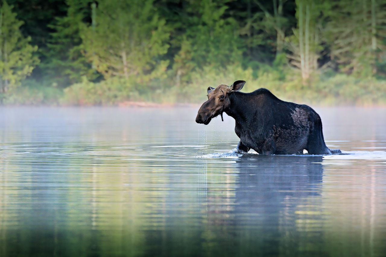 moose water forest free photo