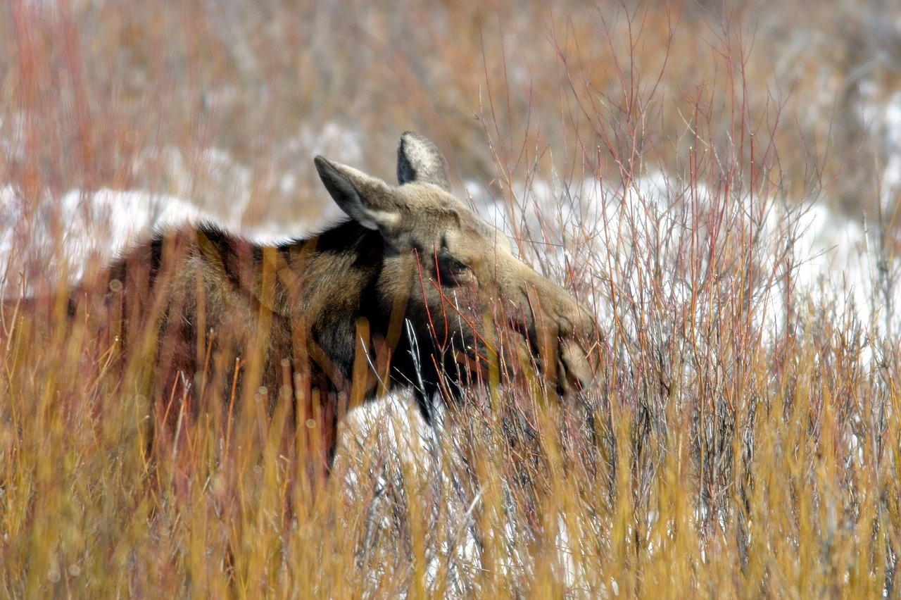 moose cow female free photo