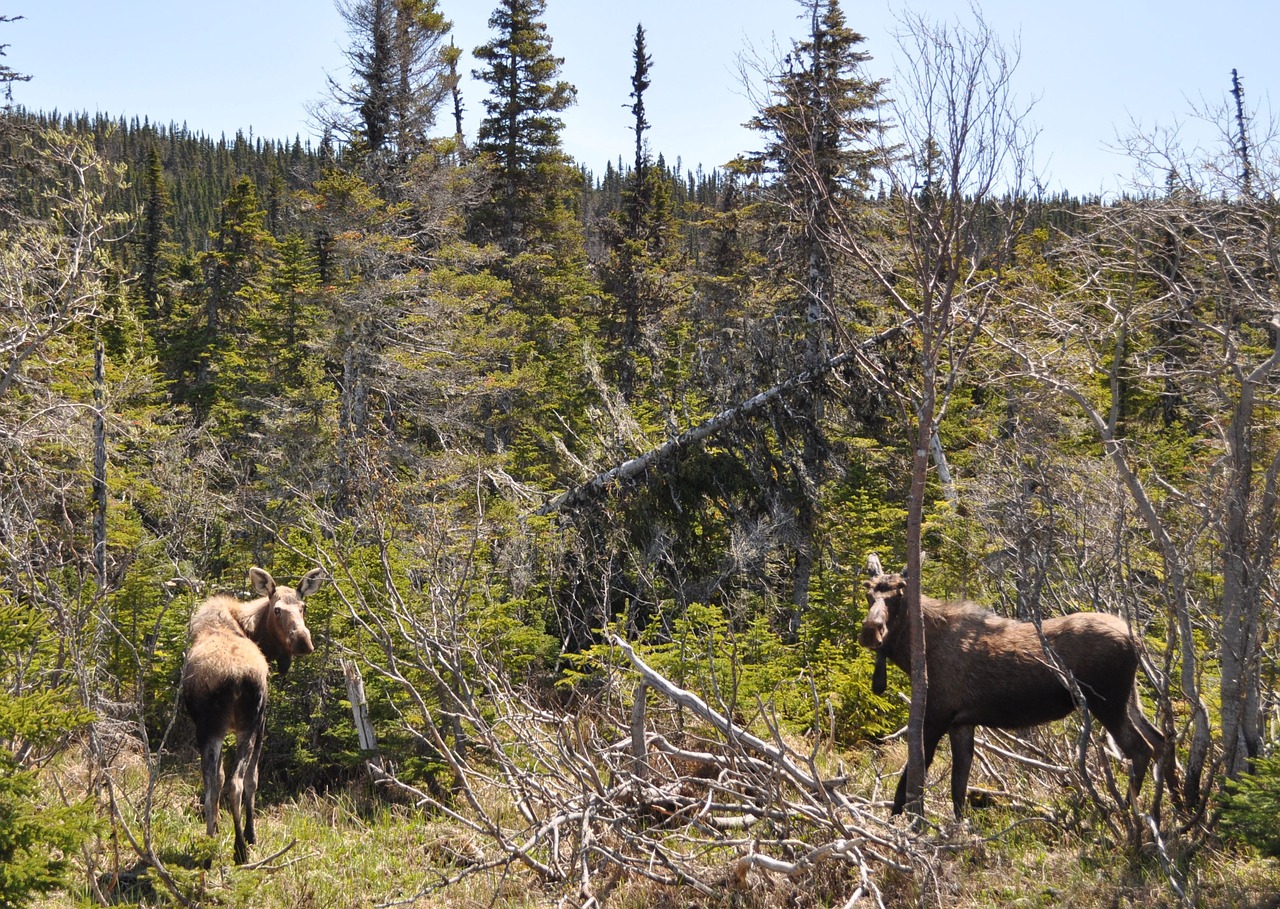 moose animal wildlife free photo