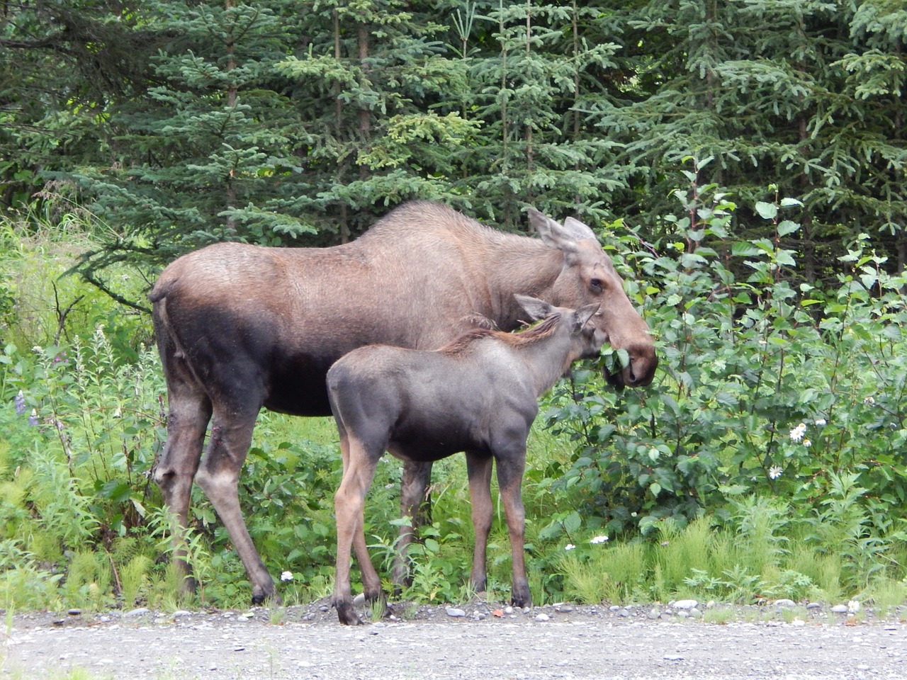 moose outdoors wildlife free photo