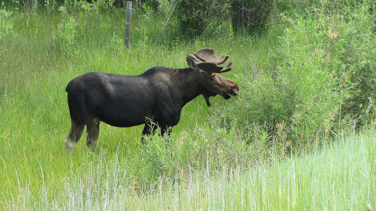 moose nature antlers free photo