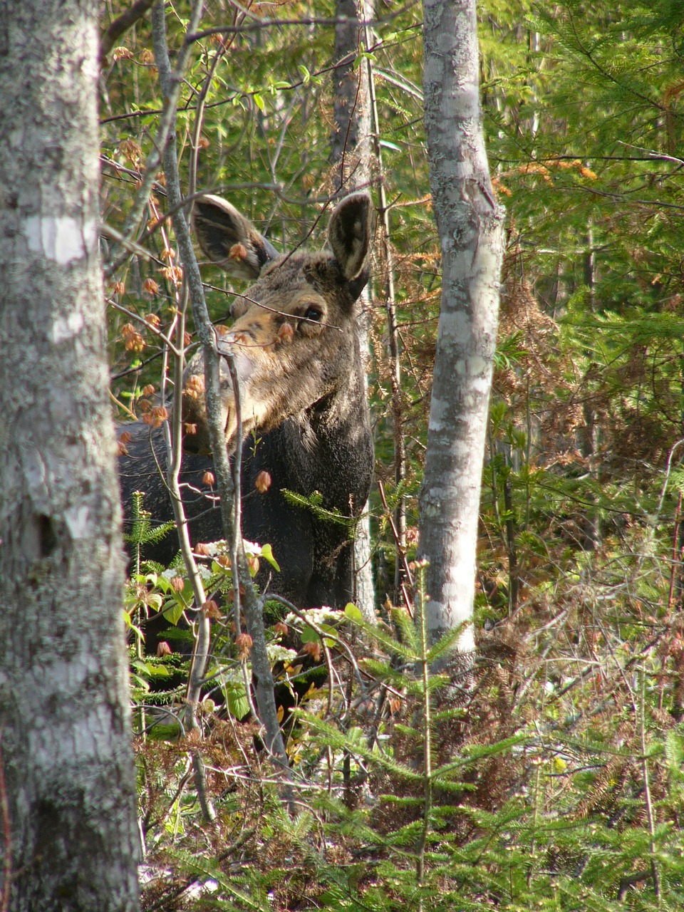 moose animal wild free photo