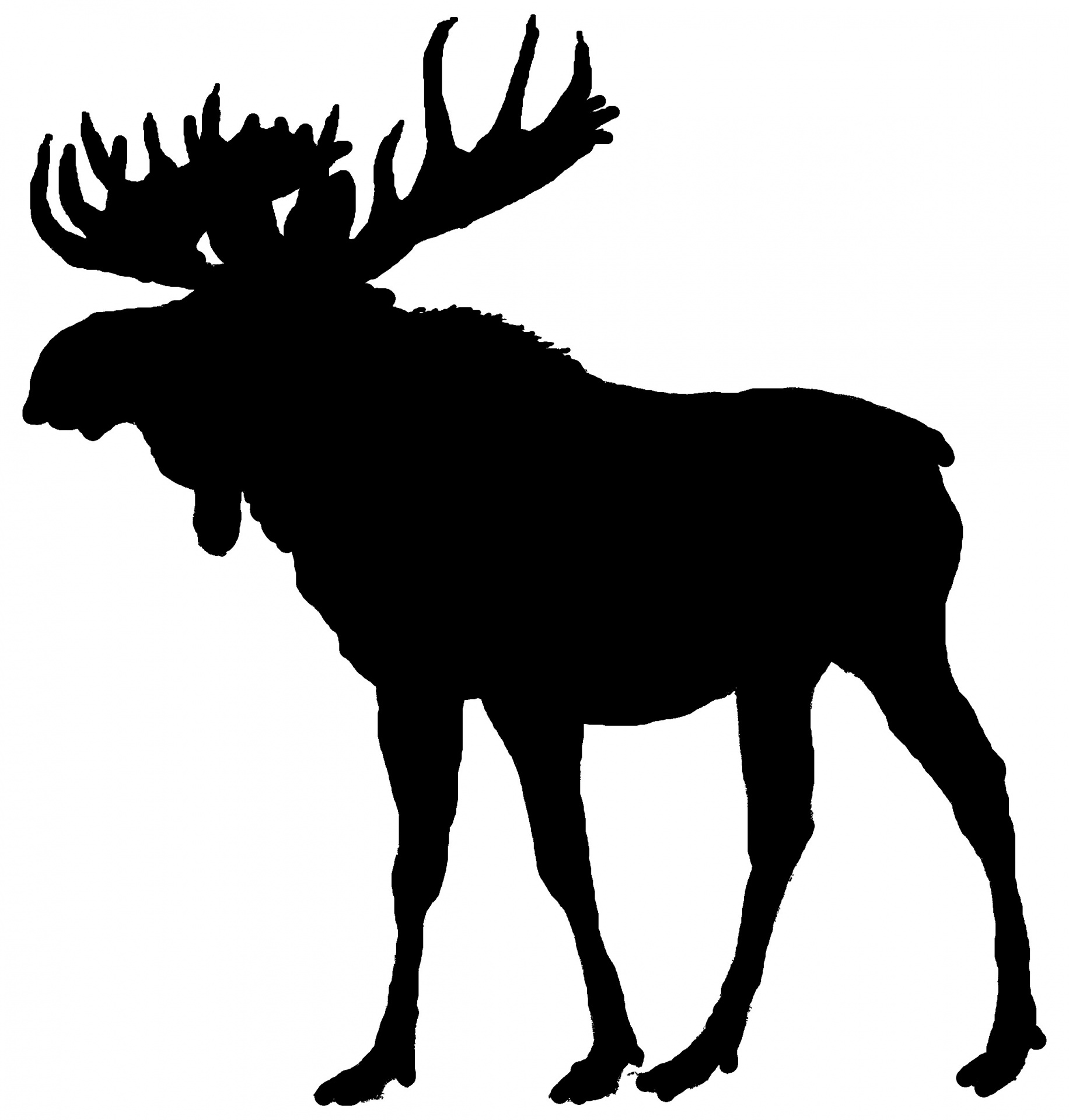 moose maine new england free photo