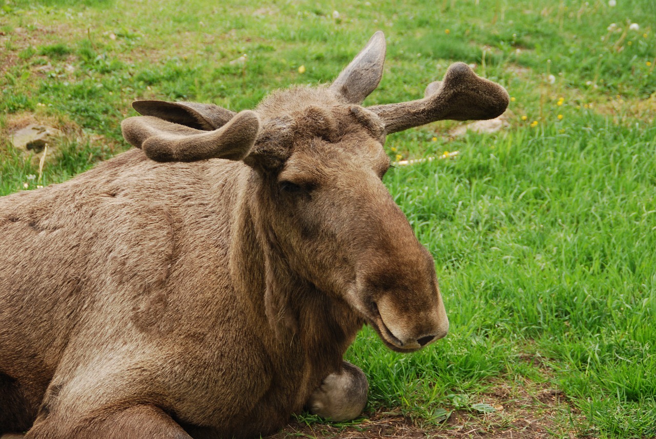 moose sweden antler calyx park free photo