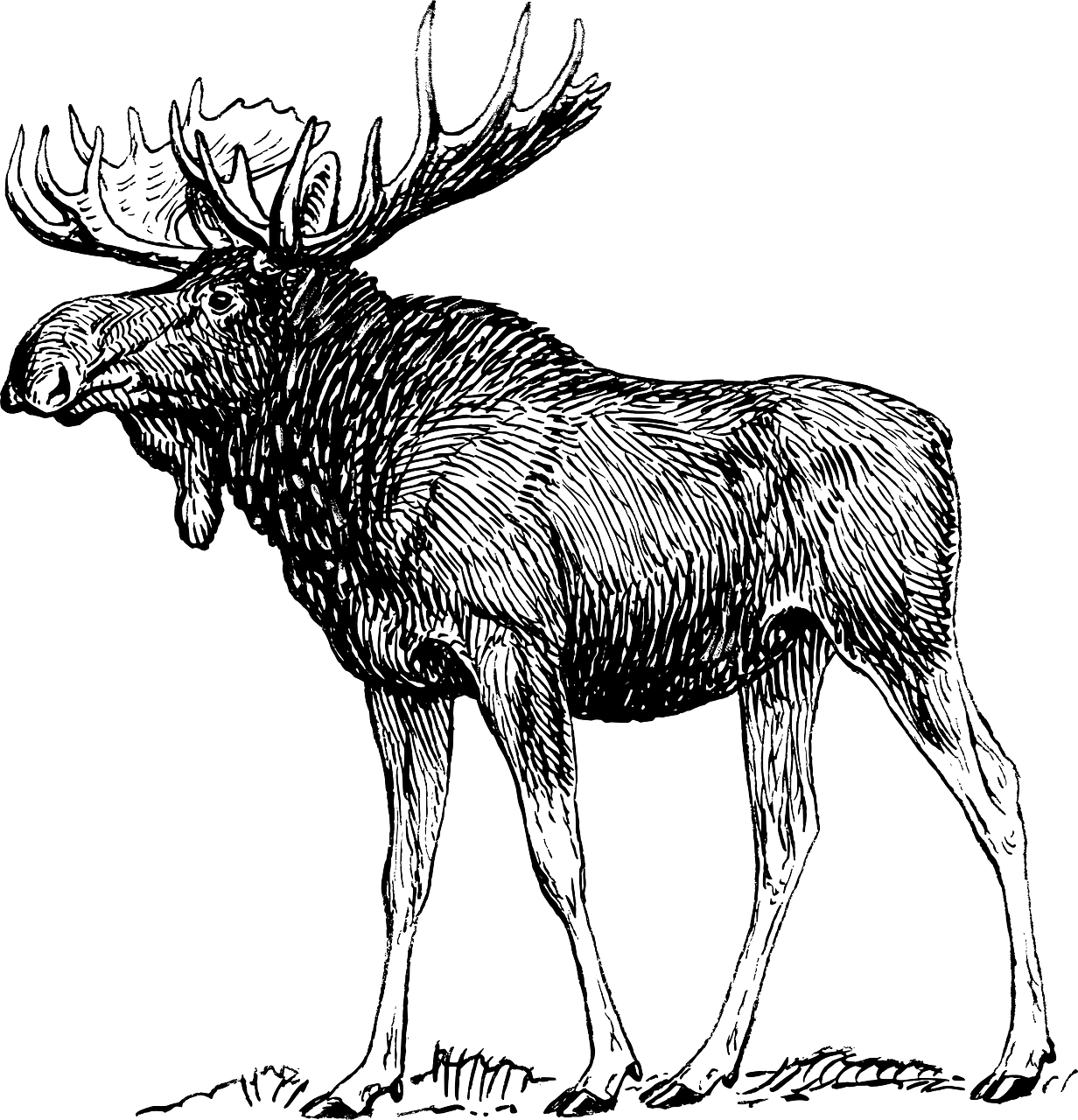 moose elk reindeer free photo