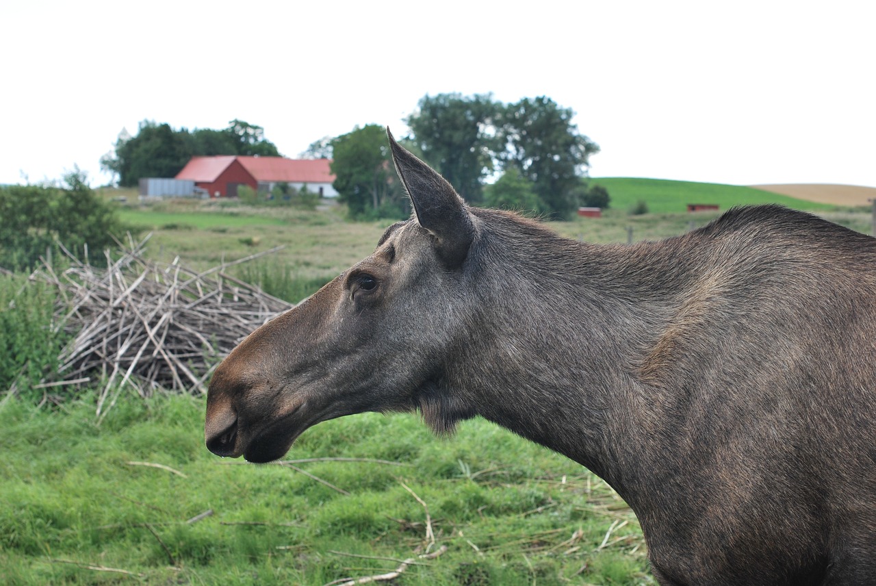 moose animal wildlife free photo