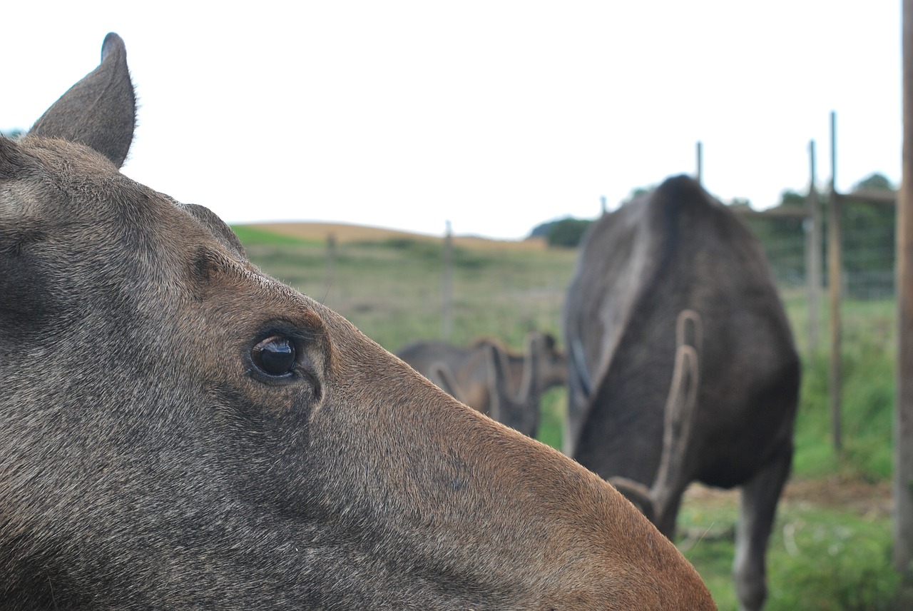 moose animal wildlife free photo