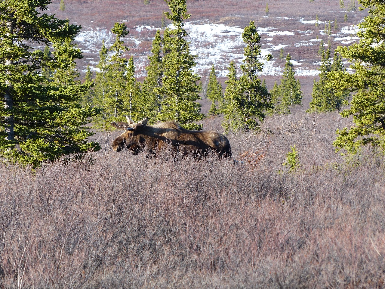 moose wild nature free photo