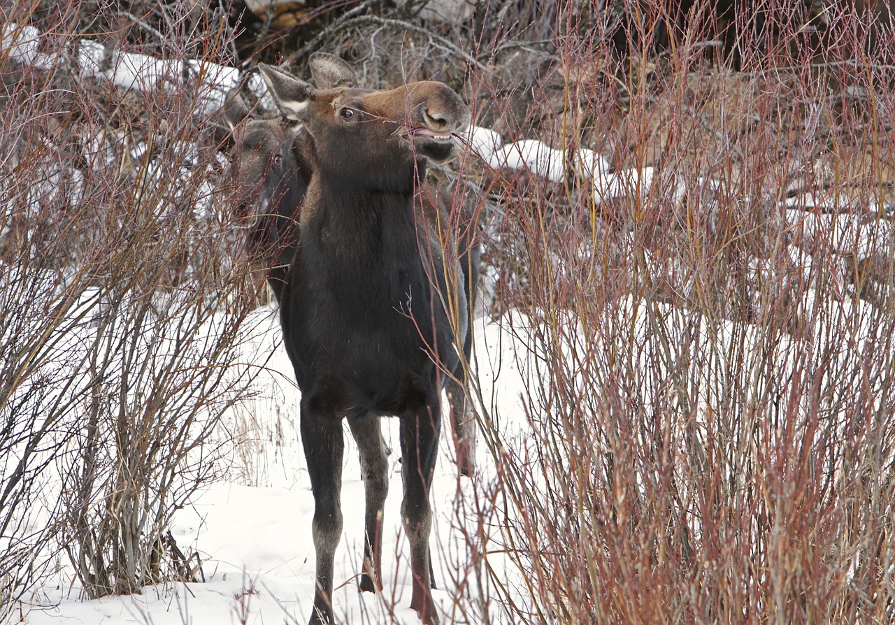 moose cow female free photo