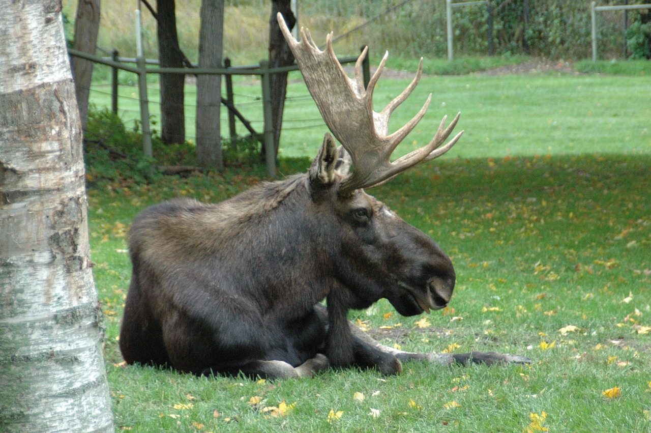 moose wild animal free photo