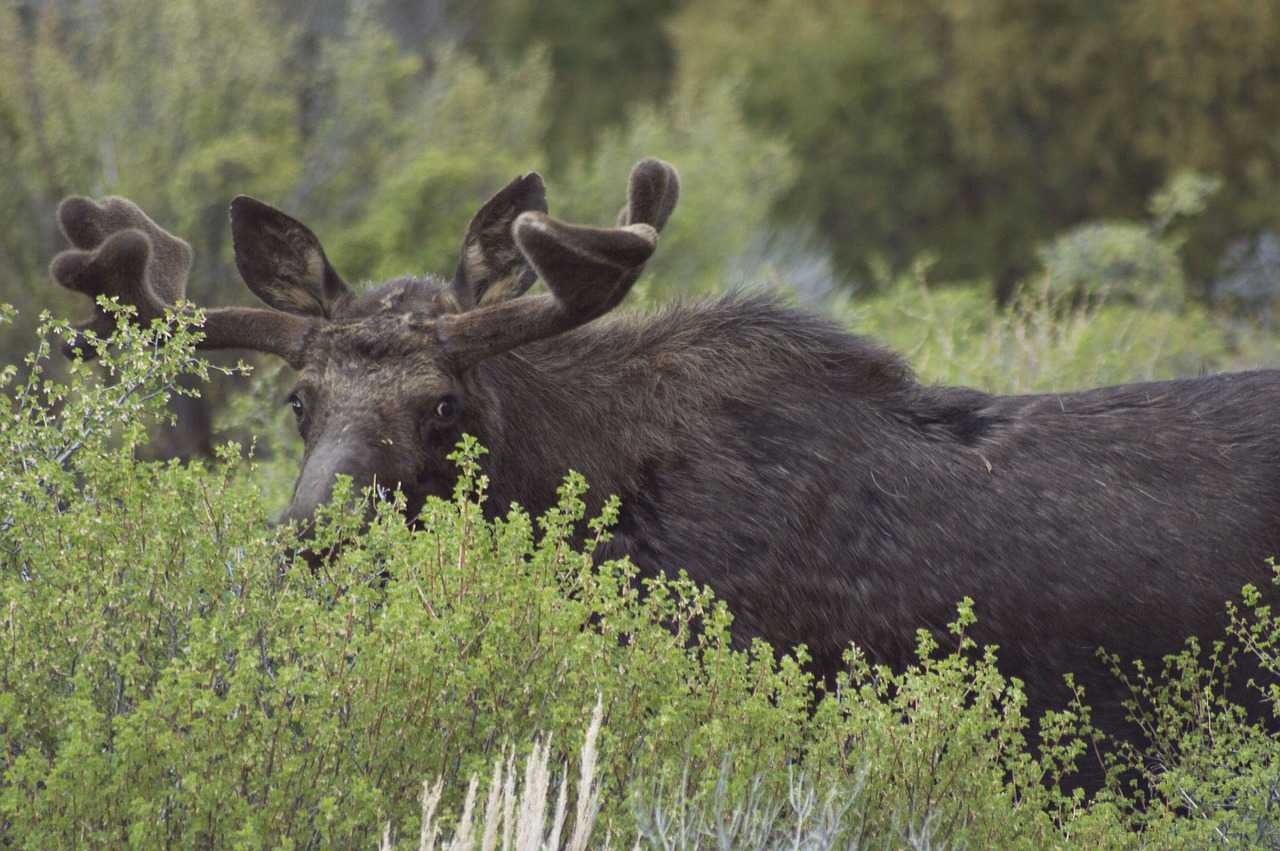 moose green mammal free photo