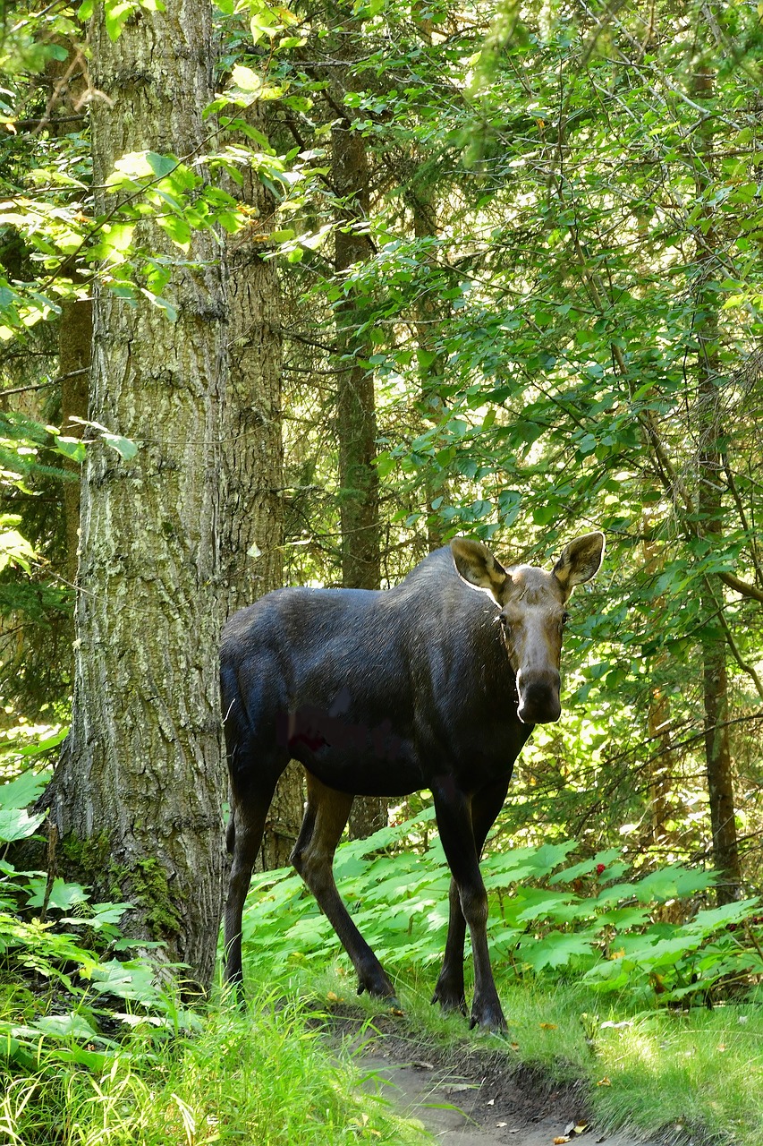 moose cow young free photo